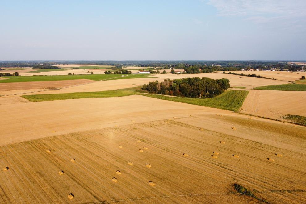 A harvested field with straw bales